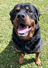 Buster